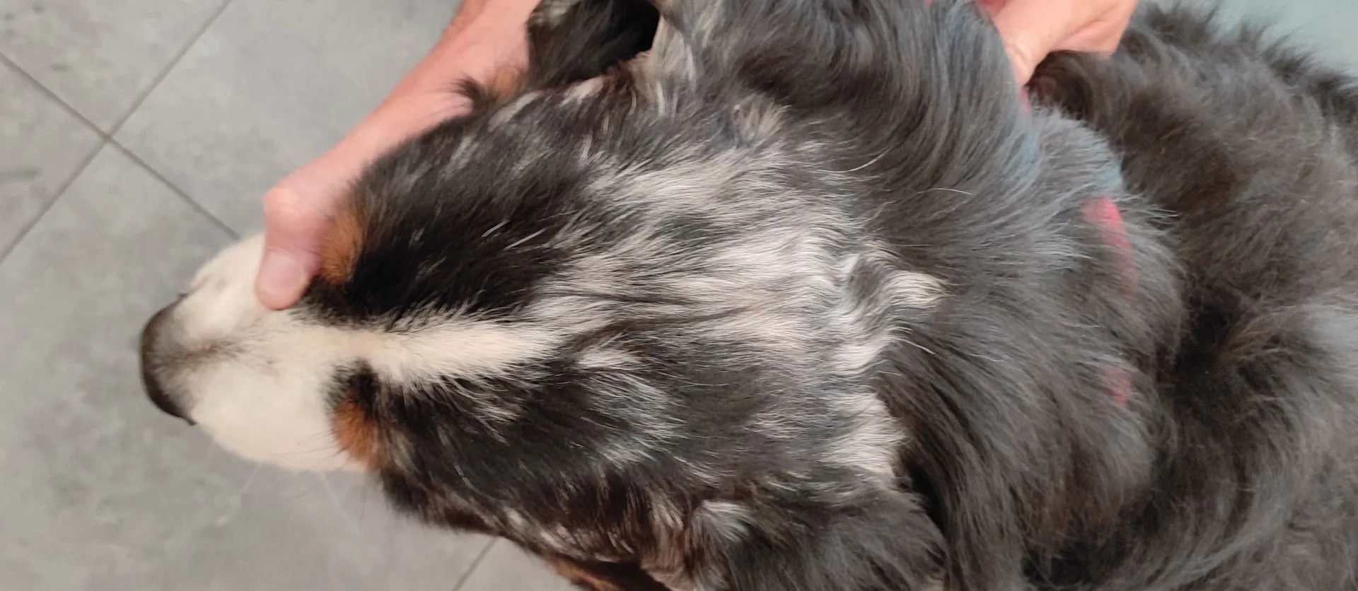 Alopecia areata nel cane