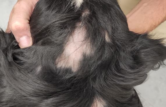 Alopecia areata nel cane
