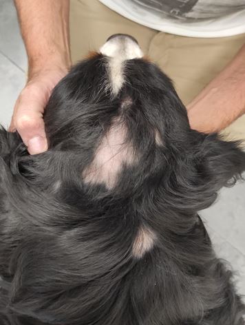 Alopecia areata nel cane