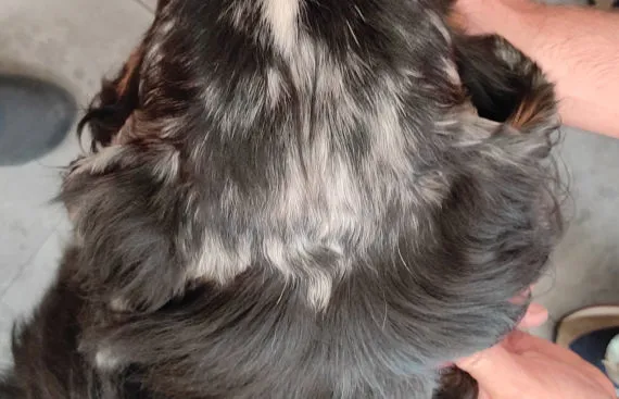 Alopecia areata nel cane