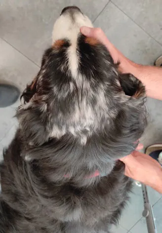 Alopecia areata nel cane