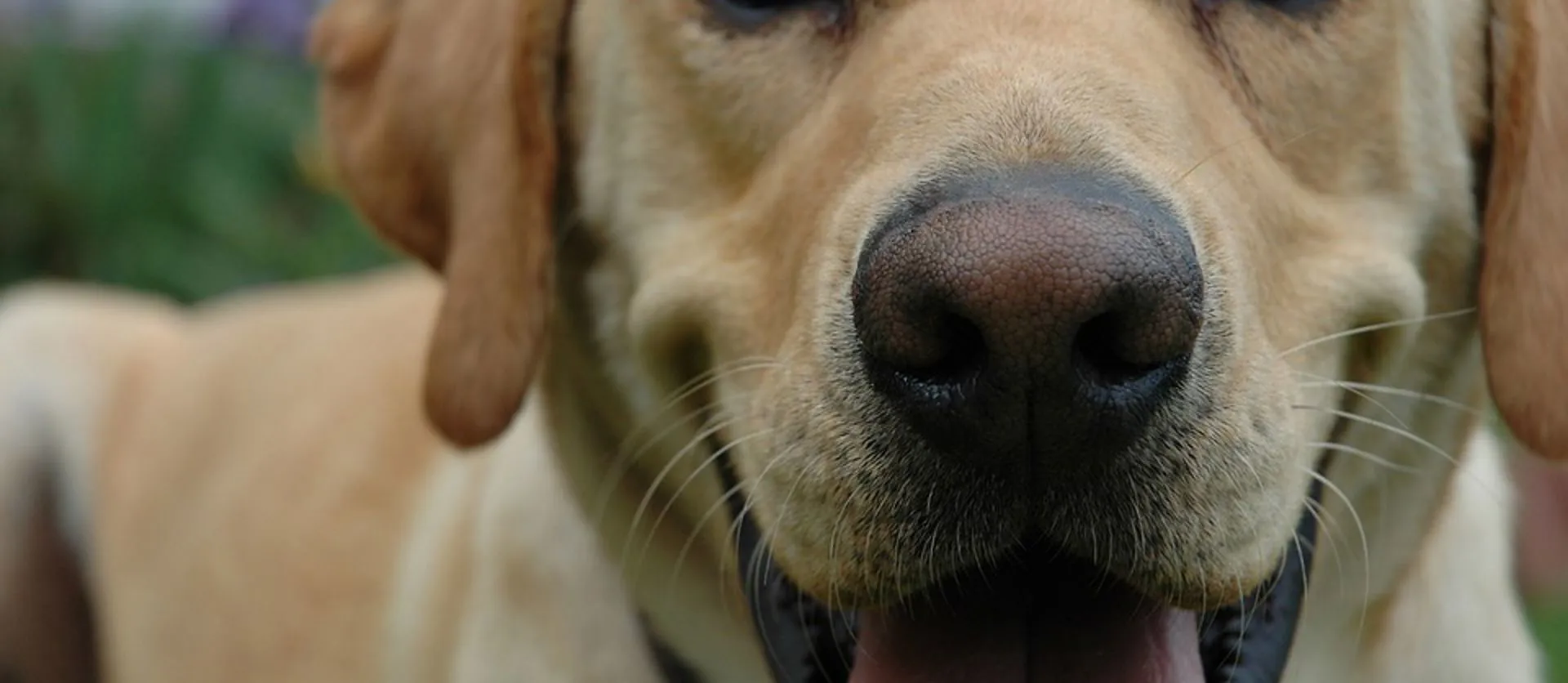 Dermatite atopica canina