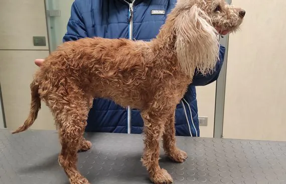 Dermatite Atopica