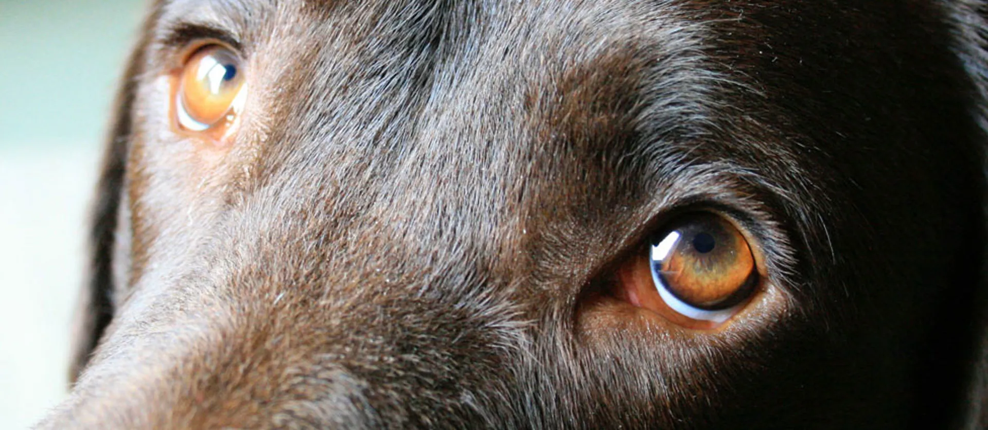 Cherry eye-prolasso della ghiandola della terza palpebra