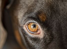 Glaucoma nel cane