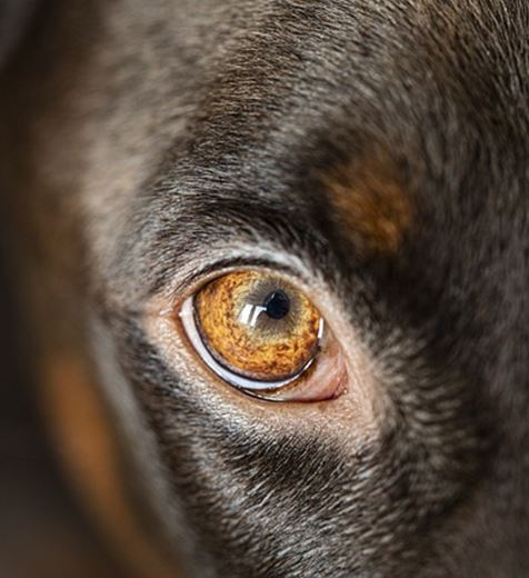 Glaucoma nel cane