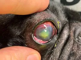 Ulcere corneali nel cane e nel gatto 