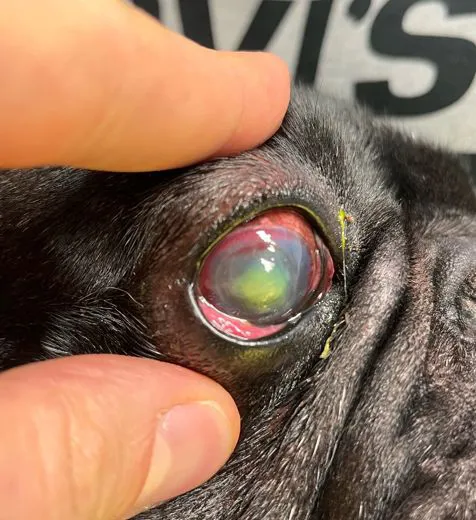 Ulcere corneali nel cane e nel gatto 