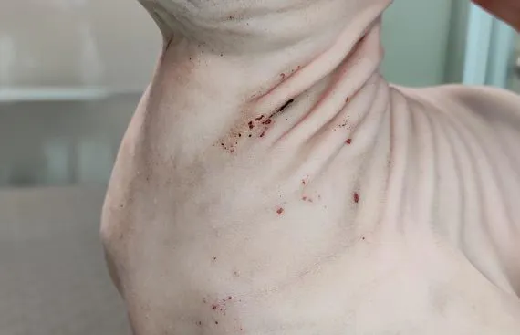 Urticaria Pigmentosain uno  Sphynx