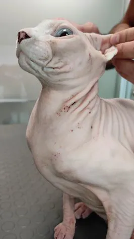 Urticaria Pigmentosain uno  Sphynx