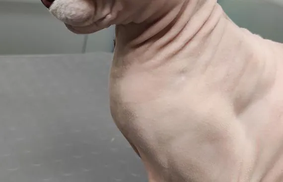 Urticaria Pigmentosain uno  Sphynx