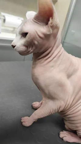 Urticaria Pigmentosain uno  Sphynx