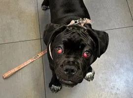 Cherry eye-prolasso della ghiandola della terza palpebra
