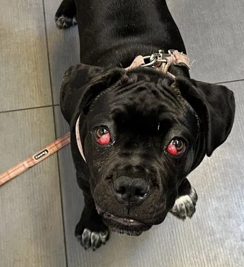Cherry eye-prolasso della ghiandola della terza palpebra