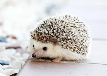 Animali non convenzionali