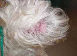 LE DERMATITE ATOPICA NEL CANE