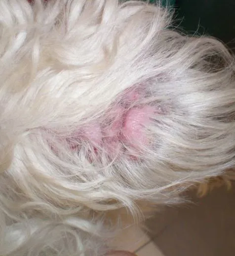 LE DERMATITE ATOPICA NEL CANE