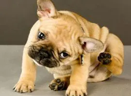 LE OTITI NEL CANE