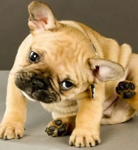 LE OTITI NEL CANE