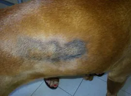 Endocrinopatie nel cane ed alopecia simmetrica