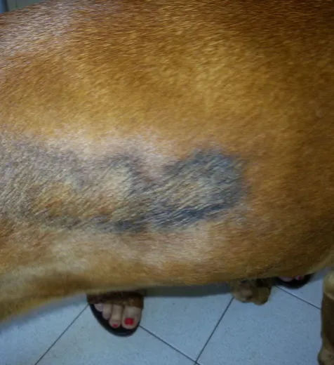 Endocrinopatie nel cane ed alopecia simmetrica