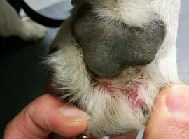 Le dermatiti allergiche del cane