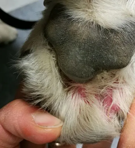 Le dermatiti allergiche del cane