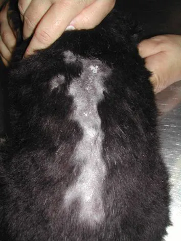 Alopecia lineare del dorso