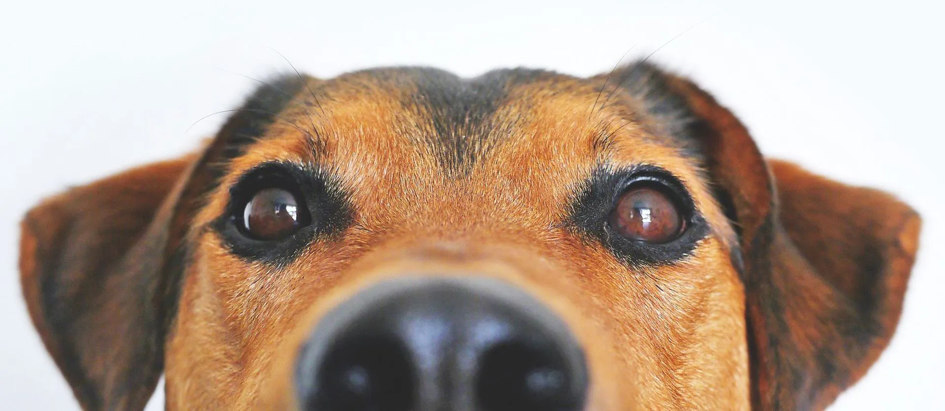 Ambulatorio veterinario specializzato in dermatiti