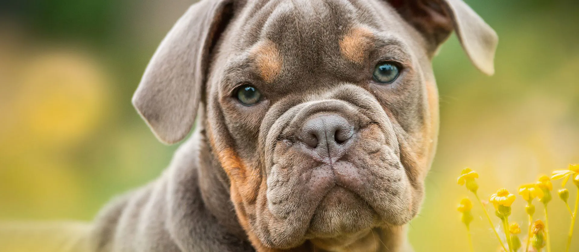 Ambulatorio veterinario specializzato in dermatiti