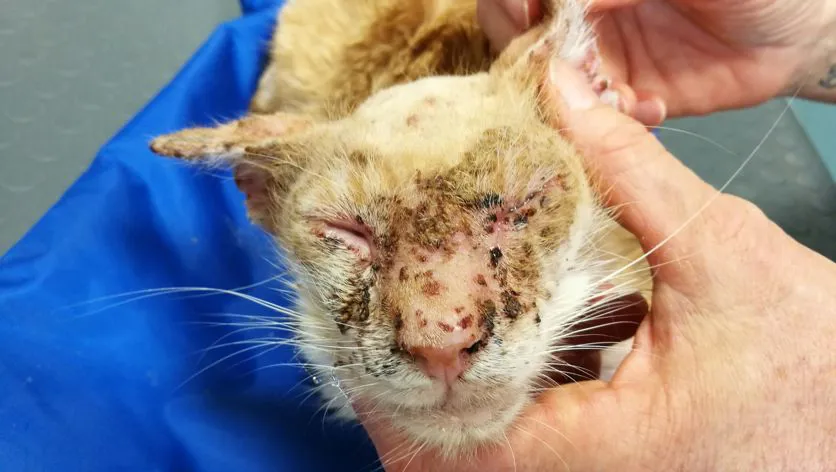 Un caso di pemfigo nel gatto