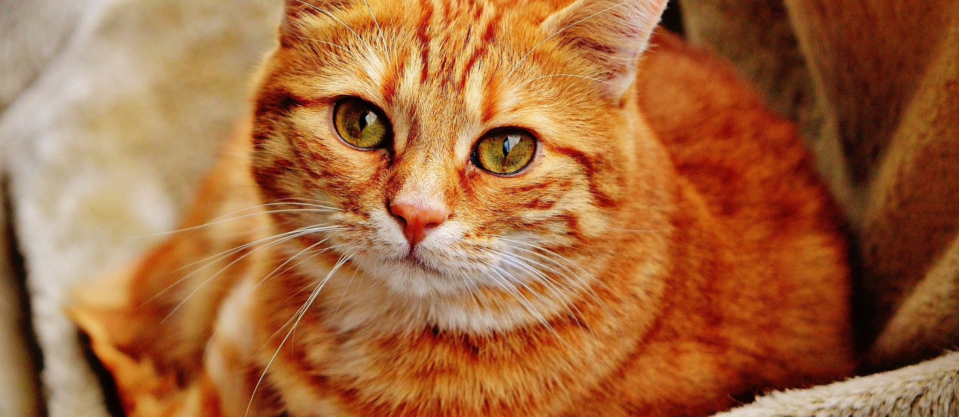 Dermovet, un caso di dermatite autoimmune del gatto presso Ambulatorio veterinario Ballarini