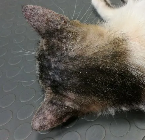 Dermatofitosi in un gatto