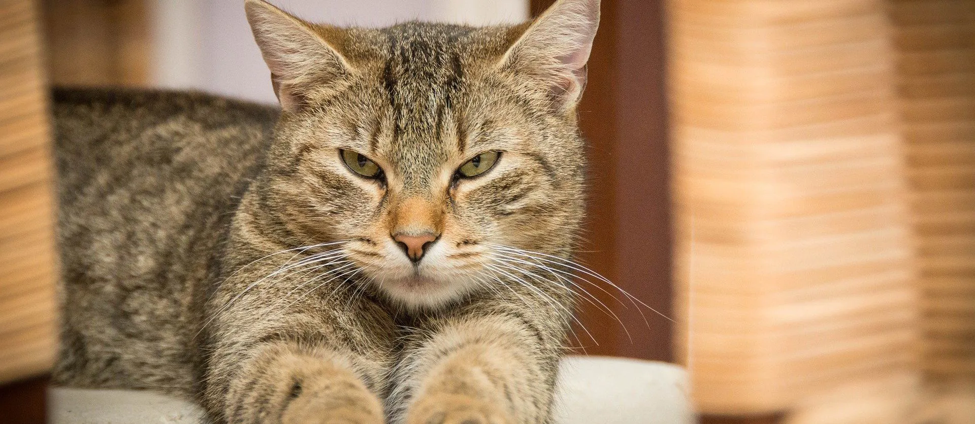 Ambulatorio veterinario specializzato in dermatiti