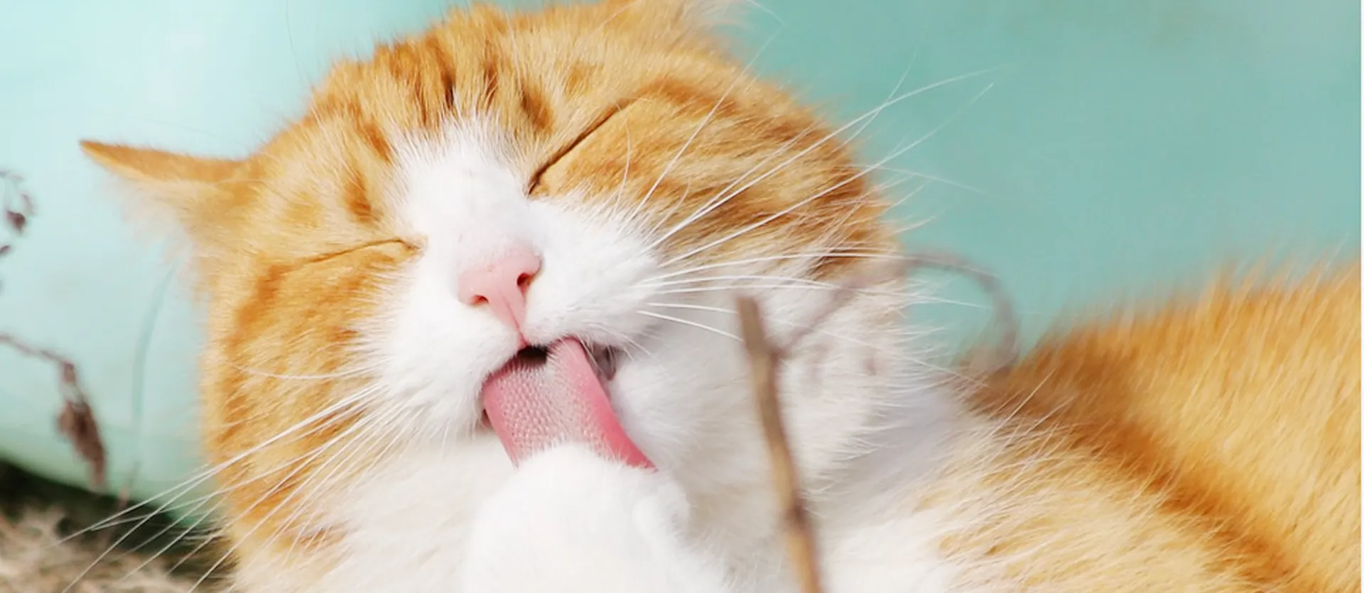 Cura di animali non convenzionali
