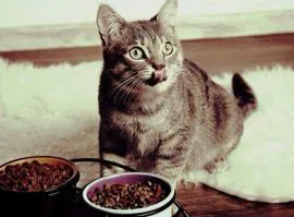 Cosè la nutrizione clinica del Cane e del Gatto