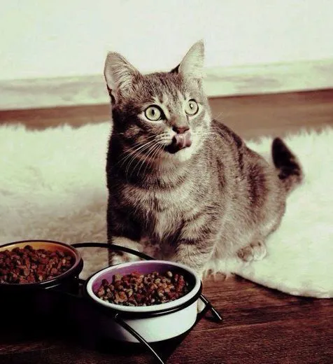 Cosè la nutrizione clinica del Cane e del Gatto