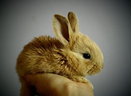 Informazioni utili sul coniglio nano