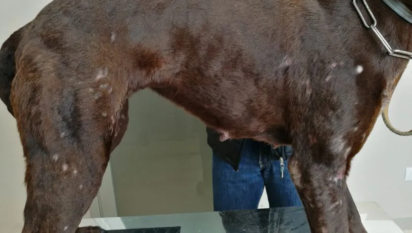 Alopecia multifocale