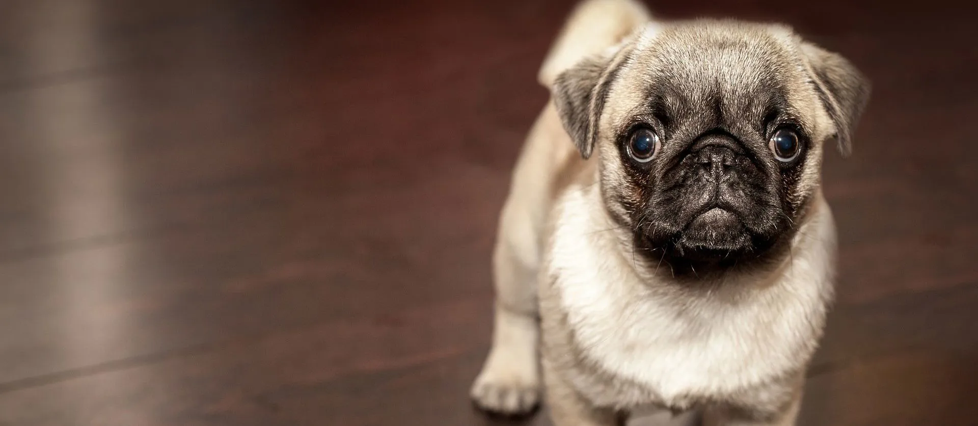 Piodermite superficiale nel cane