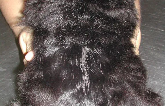Alopecia lineare del dorso