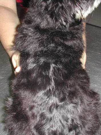 Alopecia lineare del dorso