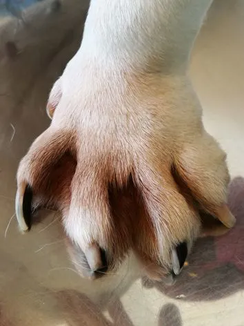 Pododermatite papulonodulare in un bull dog