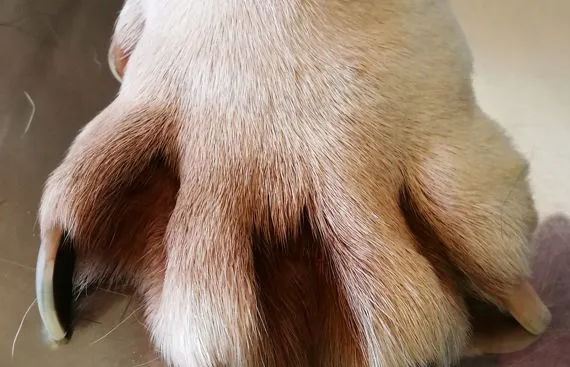 Pododermatite  papulonodulare in un bull dog