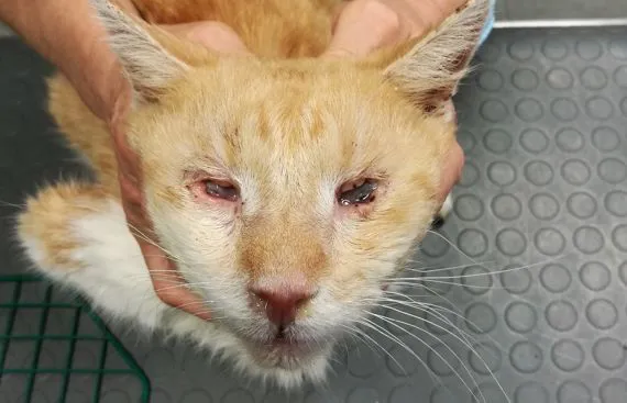 Un caso di pemfigo nel gatto