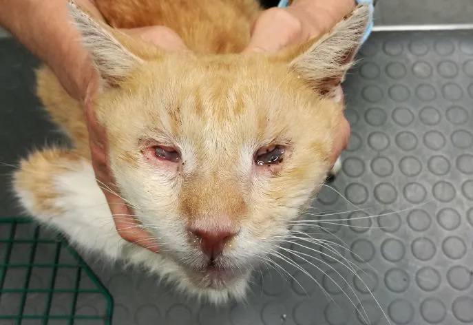 Un caso di pemfigo nel gatto