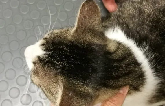 Dermatofitosi in un gatto