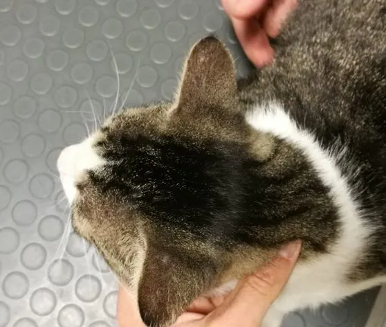 Dermatofitosi in un gatto