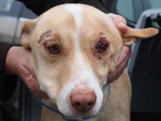 dermatite ulcerativa-crostosa da leishmania