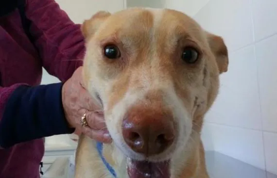 dermatite ulcerativa-crostosa da leishmania